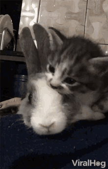25 HQ Photos Cat And Bunny Gif - Gif 586 Funny Cat Puts On Bunny Hat Video Gifon007 Eu
