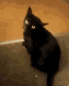Evil Black Cat GIFs | Tenor