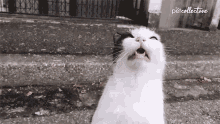 tenor.gif