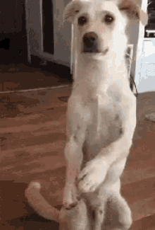 Featured image of post Puppy Thank You Gif Funny Thank you pictures thank you images thank you graphics fotos scraps comments and photos for myspace hi5 friendster and more