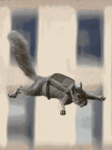 Flying Squirrel GIFs | Tenor
