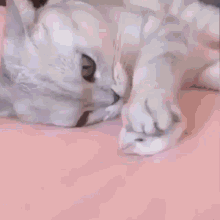 Cat And Mouse Gifs Tenor