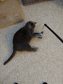 Cat Play GIF - Cat Play Toy - Discover &amp; Share GIFs