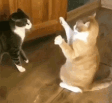 Funny Cat Fight GIFs  Tenor