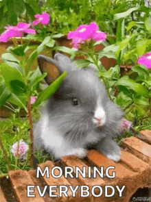 Good Morning Bunny Gif Goodmorning Bunny Bear Discove - vrogue.co