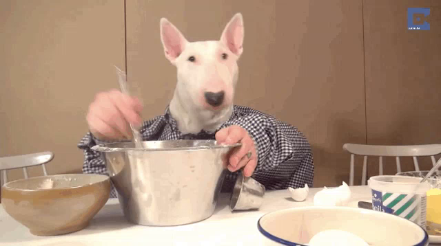 Bull Terrier Gifs Tenor