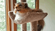Deal With It Cat GIF - DealWithIt Cat Cats GIFs