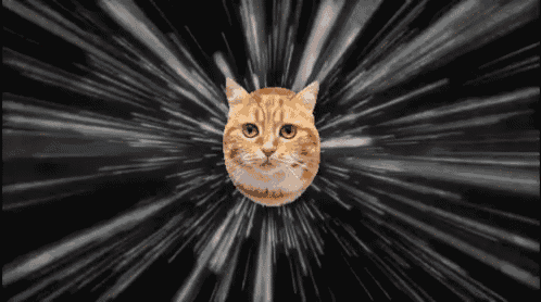  Space  Cat  GIF Space  Cat  Flying  Discover Share GIFs