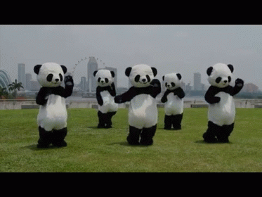 Panda Dance GIF - Pandas Dancing Wtf - Discover & Share GIFs