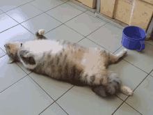 Cat Tail GIF - Cat Tail GIFs