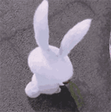 Rabbit Eating Carrot GIFs | Tenor
