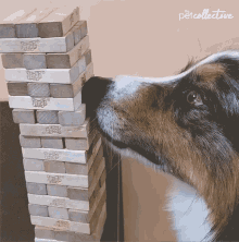 dog pulling out block from jenga tower