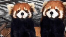 Red Panda Gifs Tenor