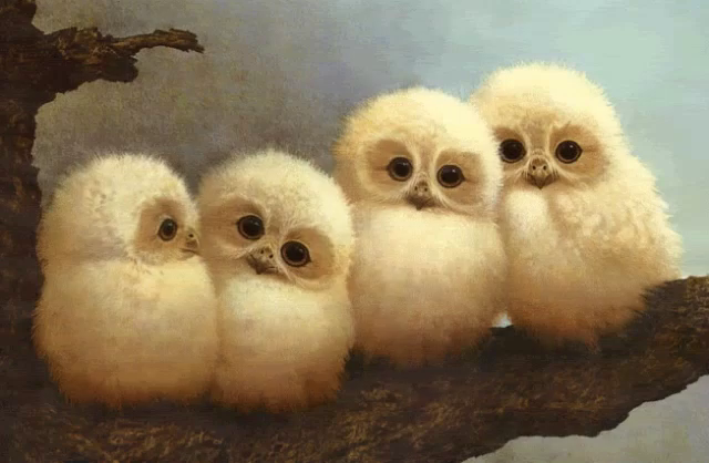 Baby Owl Gifs Tenor