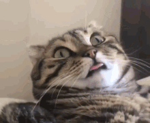 Crazy Cat GIFs | Tenor