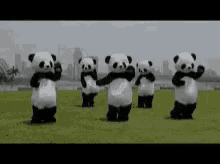 Image result for scary dancing pandas