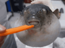 Https Encrypted Tbn0 Gstatic Com Images Q Tbn 3aand9gcs8ru04wwurkt8cf5xbywjuoa4ewz8arfp Eg Usqp Cau - roblox pufferfish eating a carrot