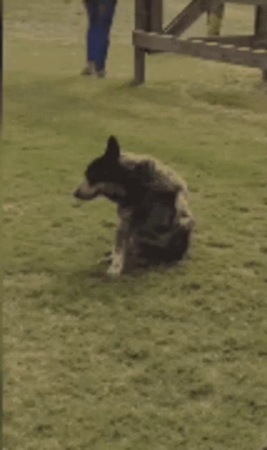 Dog Dragging Butt Gifs Tenor