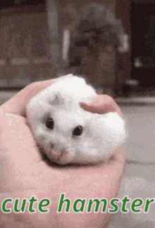 Cute Hamster Gifs Tenor