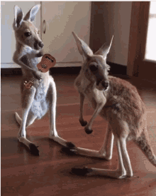 Dance Kangaroo GIF - Dance Kangaroo Cute GIFs