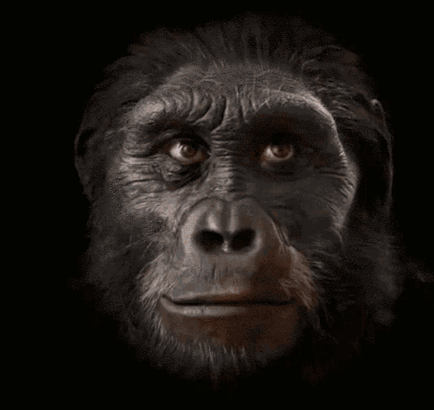 Monkey Pizza Gif Monkey Pizza Human Evolution Discover Share Gifs | My ...