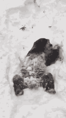 Panda Bear Snow GIF - PandaBear Snow Winter GIFs
