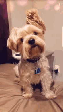 Featured image of post Confused Dog Head Tilt Gif Scientists have finally discovered the real reason why dogs