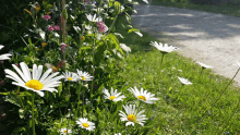 Sommer GIFs Tenor