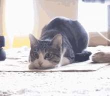 Wiggly Cat Gif 2