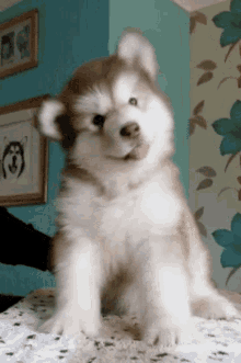 cute husky puppy pictures