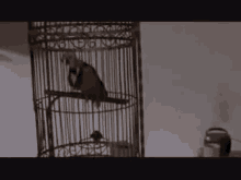 Bird Seed GIFs | Tenor