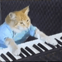Resultado de imagen de gif cat meme piano