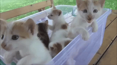 lots of kittens