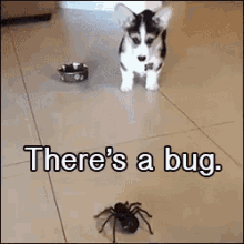 Image result for bugs swarm gif