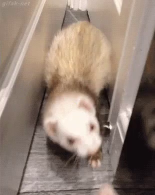 倒れる たおれる フェレット Gif Jpfall Ferret Discover Share Gifs