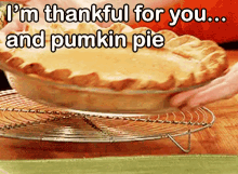 Thankful For You And Pumpkin Pie GIF - PumpkinPie Pie Thankful GIFs