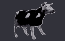 Featured image of post Cow Png Gif
