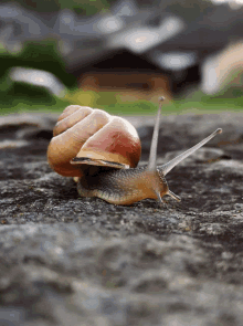 Snail GIFs | Tenor