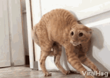 Scared Cat Alarmed GIF - ScaredCat Alarmed Nervous GIFs