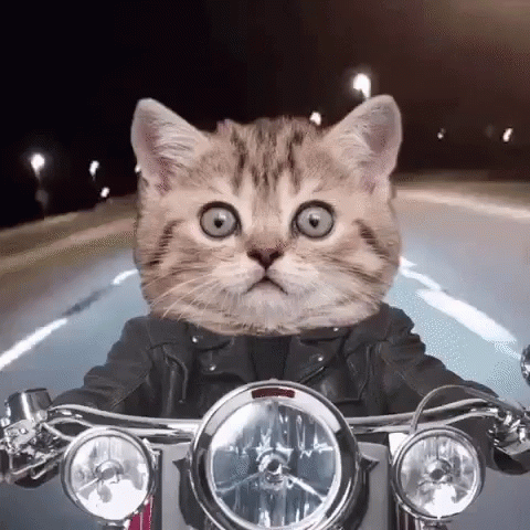 biker cat