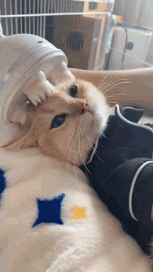 Résultat de recherche d'images pour "massage cat gif"