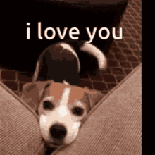 I Love You Puppy GIFs | Tenor