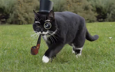 Fancy Cat Smoking Pipe Gif Fancy Cat Pipe Discover Share Gifs