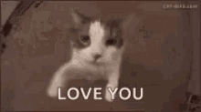 Cat Hug GIF - Cat Hug LoveYou GIFs