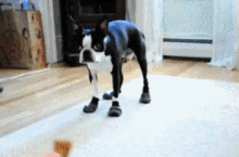 Dog Walking In Shoes GIFs | Tenor