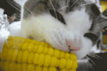 Corn GIFs | Tenor