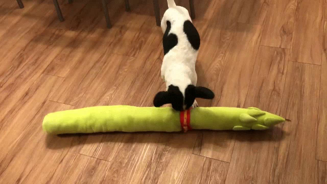 asparagus dog toy