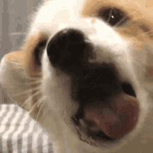 Dog Lick GIFs | Tenor