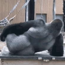 Gorila Ass GIF - Gorila Ass CuloDeGorilla GIFs