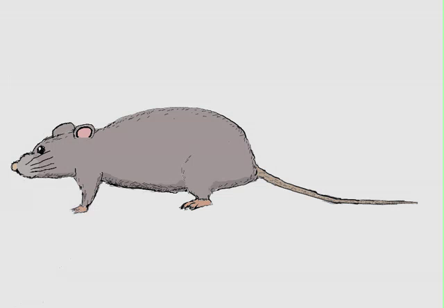 Mouse Rat Gifs Tenor - rat tail roblox